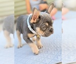 Small #7 French Bulldog