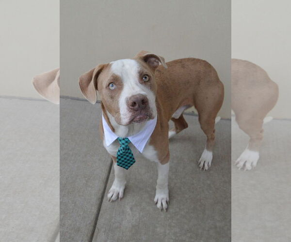 Medium Photo #3 American Pit Bull Terrier-Unknown Mix Puppy For Sale in McKinney, TX, USA