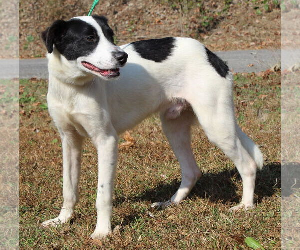 Medium Photo #4 Border Collie-Unknown Mix Puppy For Sale in Prattville, AL, USA