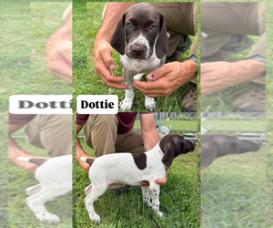 Medium German Shorthaired Pointer