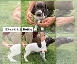 Puppy Dottie German Shorthaired Pointer