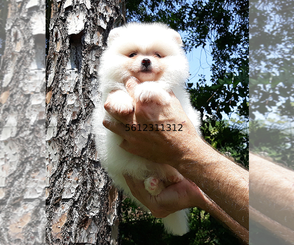 Medium Photo #2 Pomeranian Puppy For Sale in PALM BCH GDNS, FL, USA