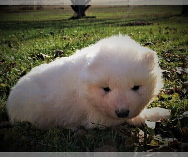 Medium Photo #1 Samoyed Puppy For Sale in LUBLIN, WI, USA