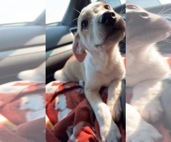 Medium Photo #3 Shepradors Puppy For Sale in McKinney, TX, USA
