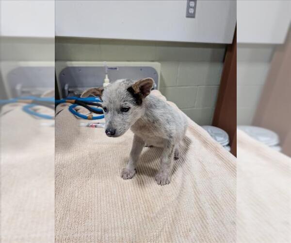 Medium Photo #1 Mutt Puppy For Sale in Upland, CA, USA