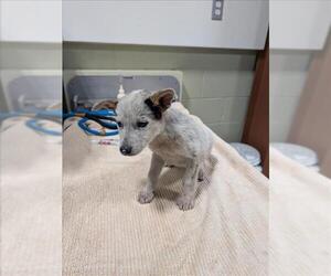 Mutt Dogs for adoption in Upland, CA, USA