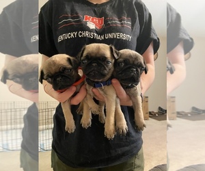 Pug Puppy for sale in QUINCY, KY, USA