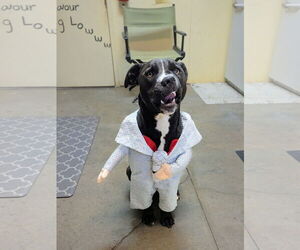 Labrador Retriever-Unknown Mix Dogs for adoption in McCormick, SC, USA