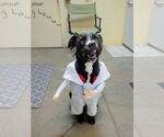 Small Labrador Retriever Mix