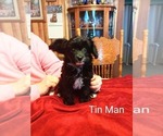Puppy Tin Man Papillon-Poodle (Toy) Mix