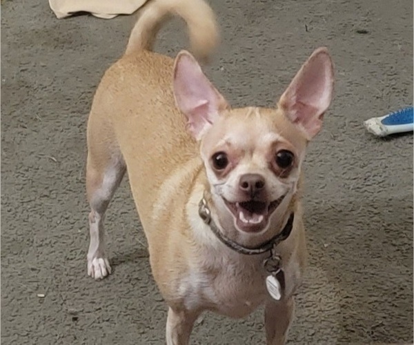 Medium Photo #1 Chihuahua Puppy For Sale in MIDDLEBURG, PA, USA