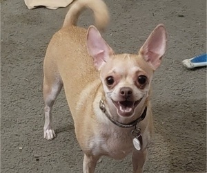 Mother of the Chihuahua puppies born on 09/11/2025