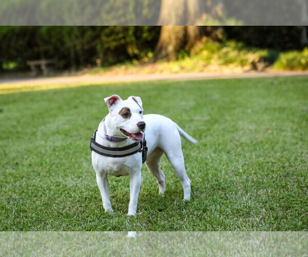 Medium Photo #5 Mutt Puppy For Sale in  Gainesville, FL, USA