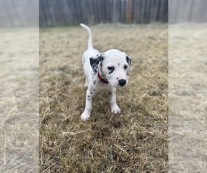 Dalmatian Puppy for Sale in FORT WORTH, Texas USA