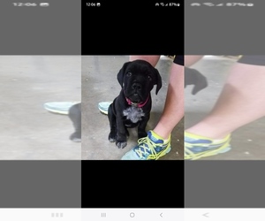 Cane Corso Puppy for sale in PENSACOLA, FL, USA
