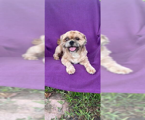 Medium Photo #2 Shih Tzu Puppy For Sale in Weston, FL, USA