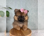Small #3 Pomeranian