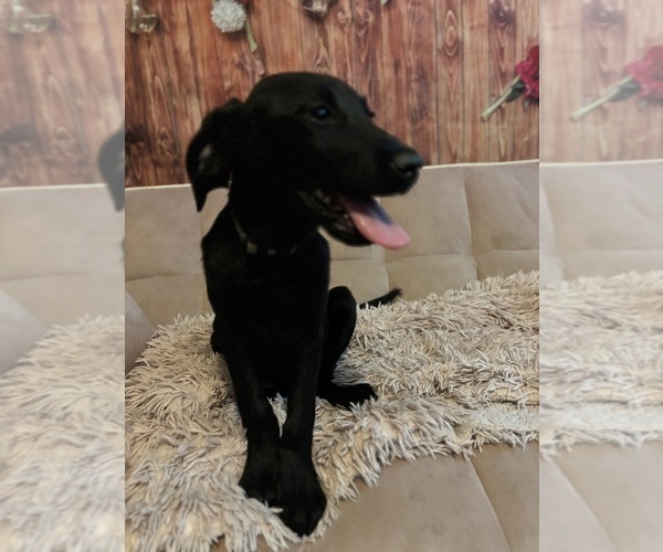 Medium Photo #2 Golden Labrador Puppy For Sale in SAYRE, PA, USA