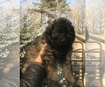 Small Photo #12 German Shepherd Dog Puppy For Sale in CHARLOTTESVILLE, VA, USA