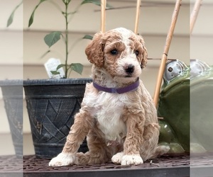 Goldendoodle (Miniature) Puppy for sale in SAINT MARYS, KS, USA