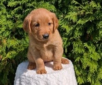 Small #1 Golden Retriever