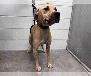 American Pit Bull Terrier-Black Mouth Cur Mix Dogs for adoption in Tavares, FL, USA