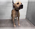 Small American Pit Bull Terrier-Black Mouth Cur Mix