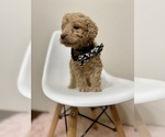 Small Photo #8 Australian Labradoodle Puppy For Sale in MACON, IL, USA