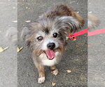 Small Shih Tzu Mix
