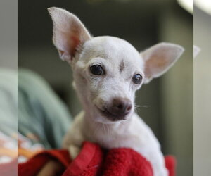 Chihuahua-Unknown Mix Dogs for adoption in San Antonio, TX, USA