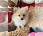 Small #5 Pomeranian
