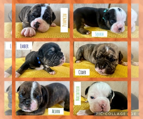 View Ad: Olde English Bulldogge Litter Of Puppies For Sale Near 