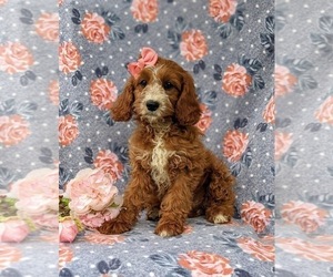 Cavapoo Puppy for sale in KINZERS, PA, USA