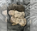 Small #28 French Bulldog