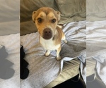 Puppy 5 American Pit Bull Terrier-Unknown Mix