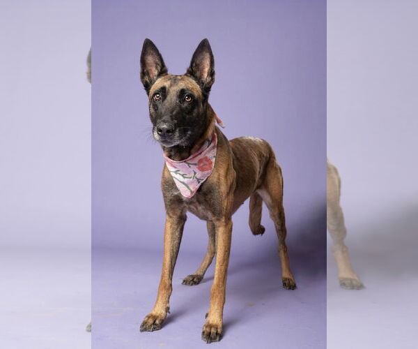 Medium Photo #2 Mutt Puppy For Sale in Stevens Point, WI, USA