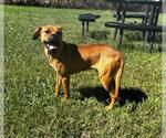 Small Boxer Mix