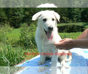 German Shepherd Dog Puppy for Sale in PIEDMONT, Missouri USA