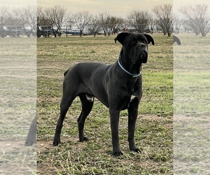 Father of the Cane Corso puppies born on 06/14/2022