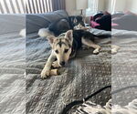 Small #5 Siberian Husky