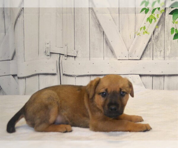 Medium Photo #1 Catahoula Leopard Dog-Unknown Mix Puppy For Sale in Oroville, CA, USA