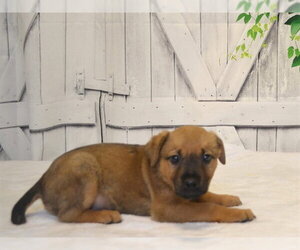 Catahoula Leopard Dog-Unknown Mix Dogs for adoption in Oroville, CA, USA