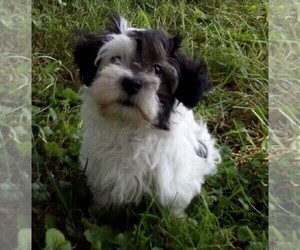 Havanese Puppy for sale in WEST CONCORD, MN, USA
