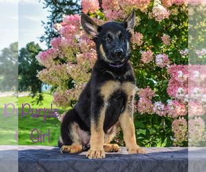 German Shepherd Dog Puppy for sale in MUNNSVILLE, NY, USA