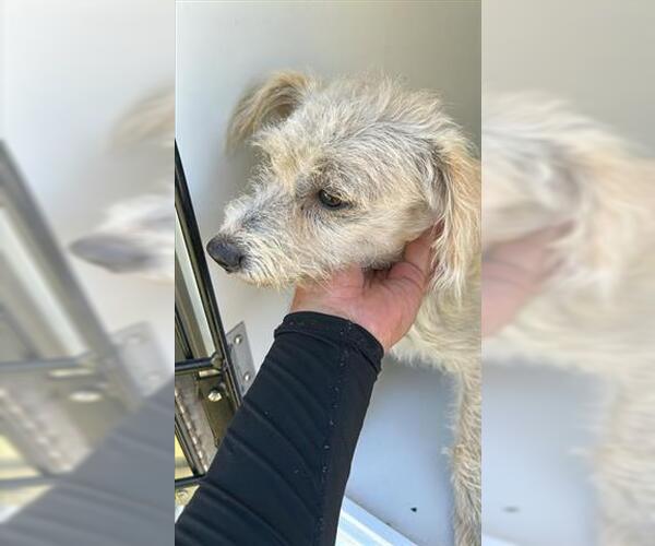 Medium Photo #1 Poodle (Miniature)-Unknown Mix Puppy For Sale in Houston, TX, USA