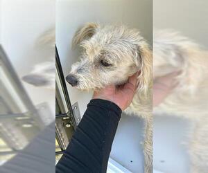 Poodle (Miniature)-Unknown Mix Dogs for adoption in Houston, TX, USA