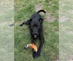 Small #2 Labrador Retriever Mix
