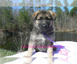 Small #1 German Shepherd Dog