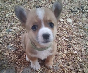 Pembroke Welsh Corgi Puppy for sale in MIDDLEBURGH, NY, USA