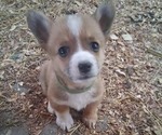 Small Pembroke Welsh Corgi